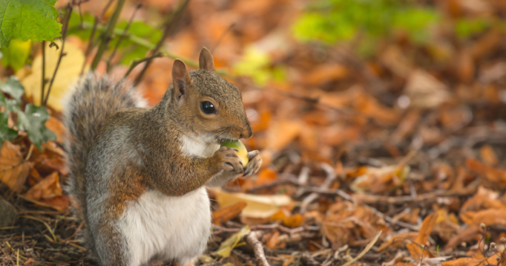 Home Garden Wildlife Removal