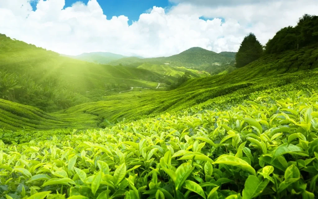 Security Increased At Private Tea Farm In Nandi After Goons Invade It